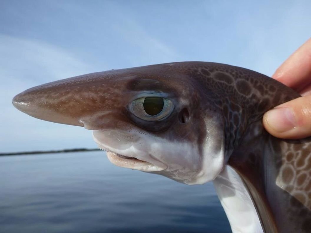 Прикольная рыба