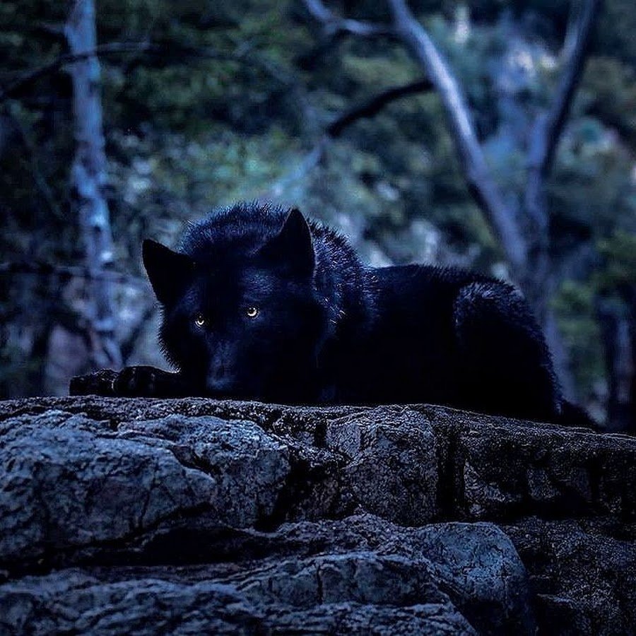 Черный американский волк