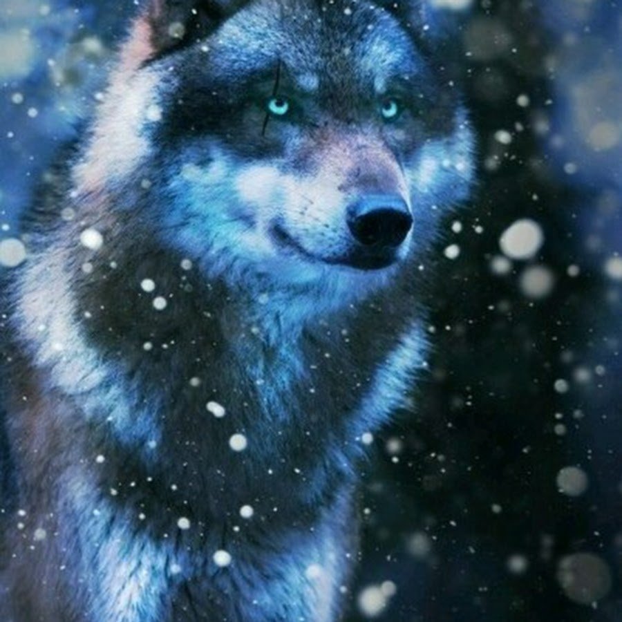 Красивый волк