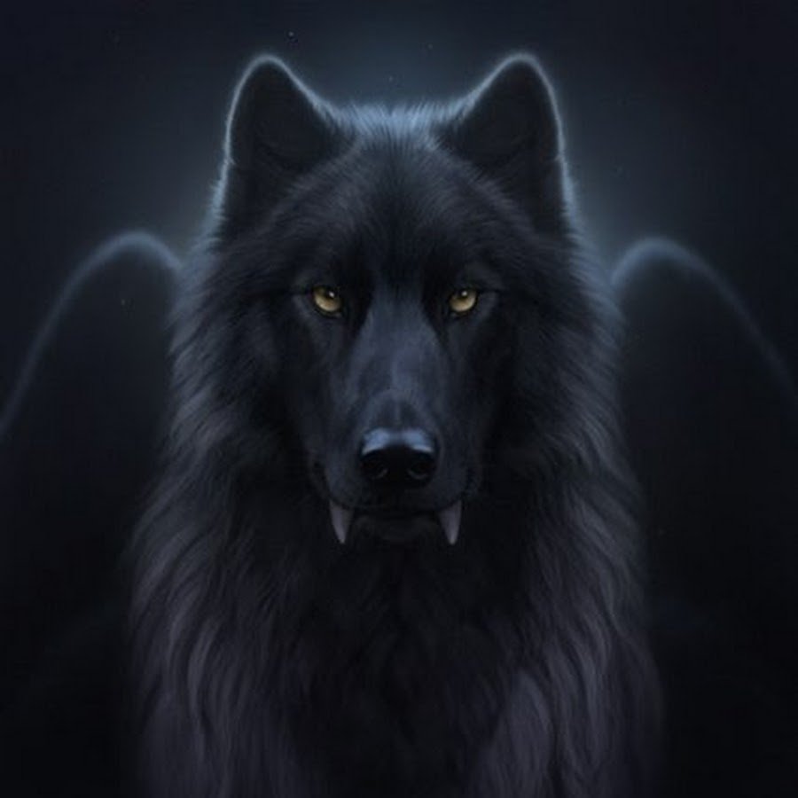Волчья морда черная