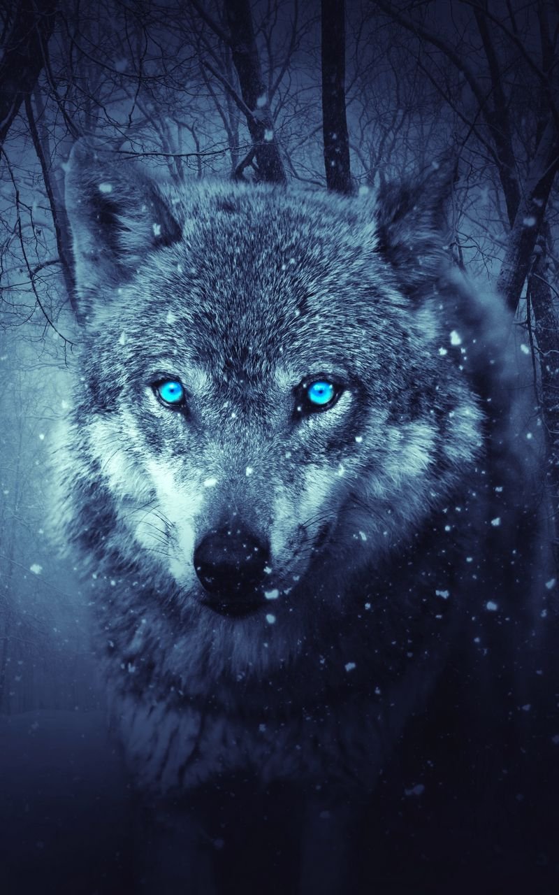 Черный волк с голубыми глазами, фотография, декоративный плакат