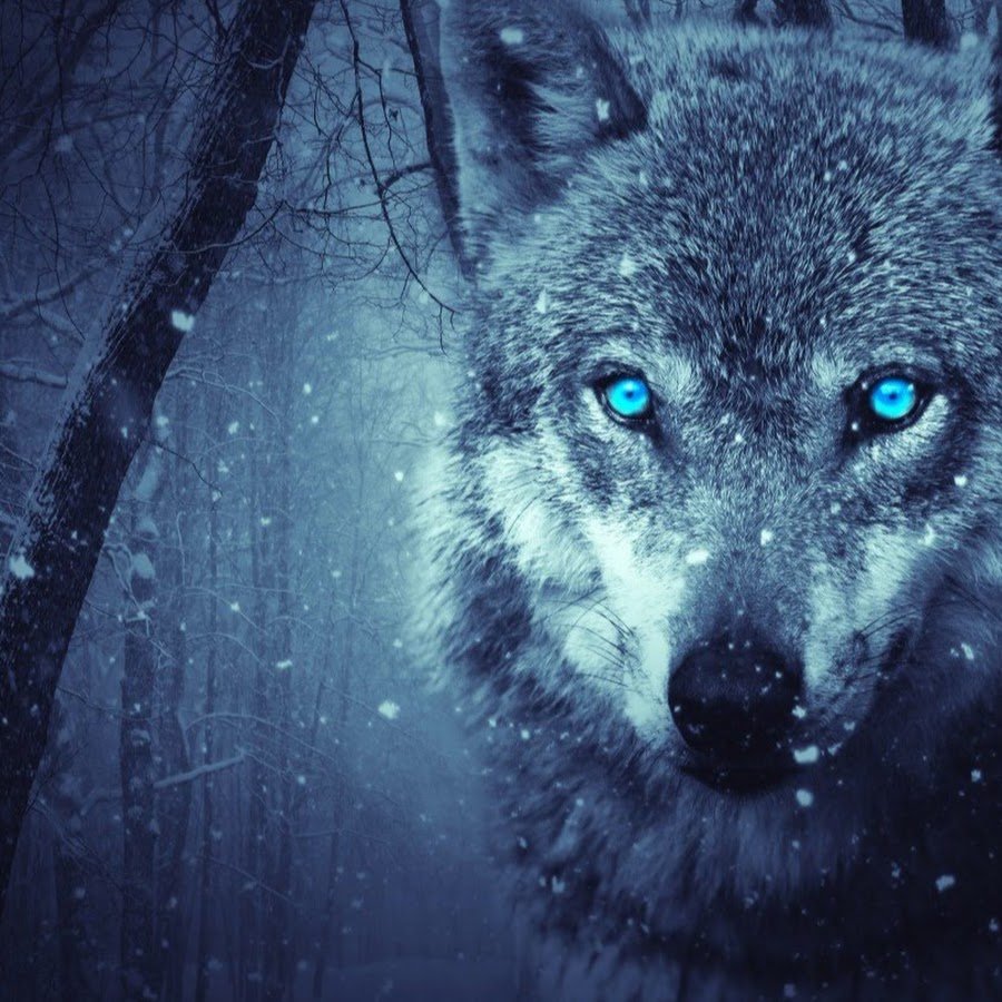 Волк в темноте