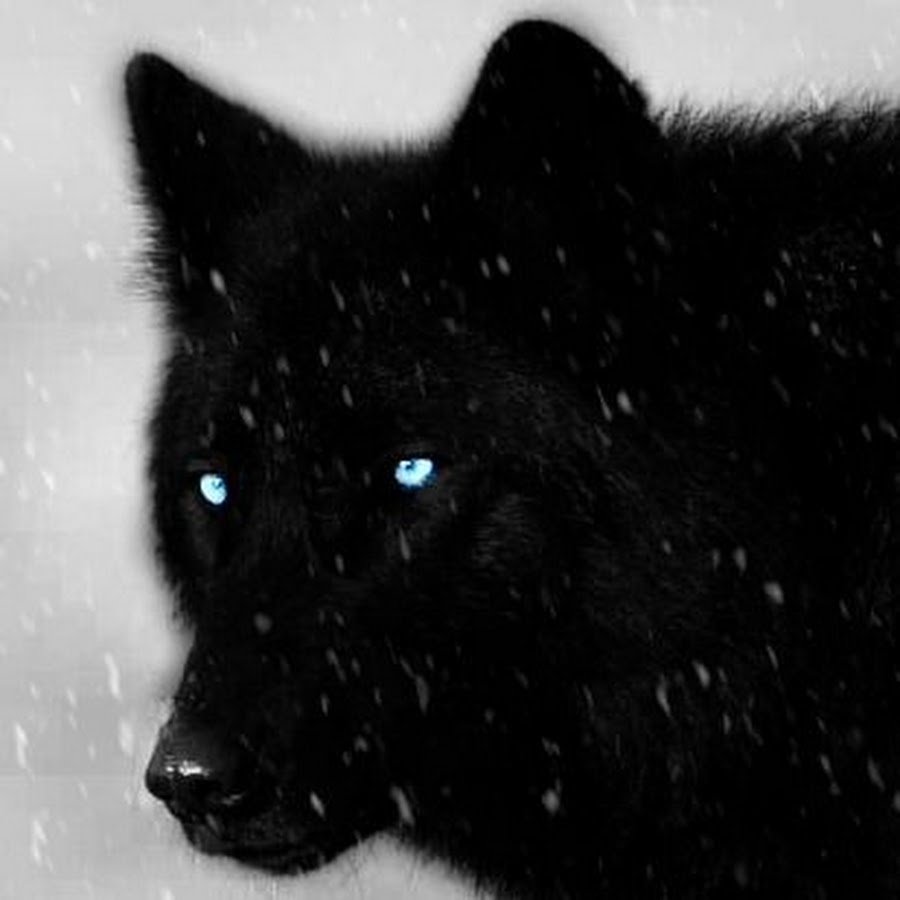 Чёрная волчица с голубыми глазами