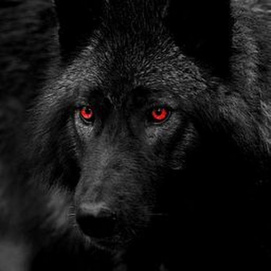 Черно желтый волк