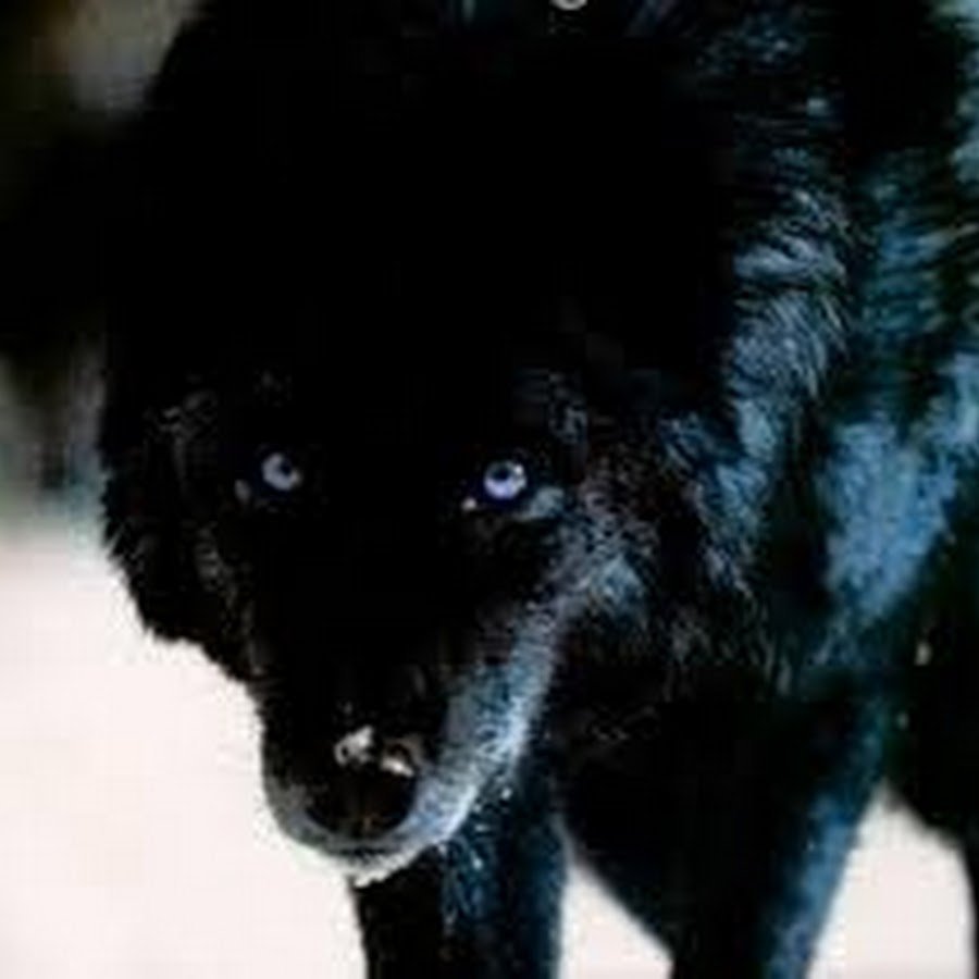 Дерек Хейл волк черный