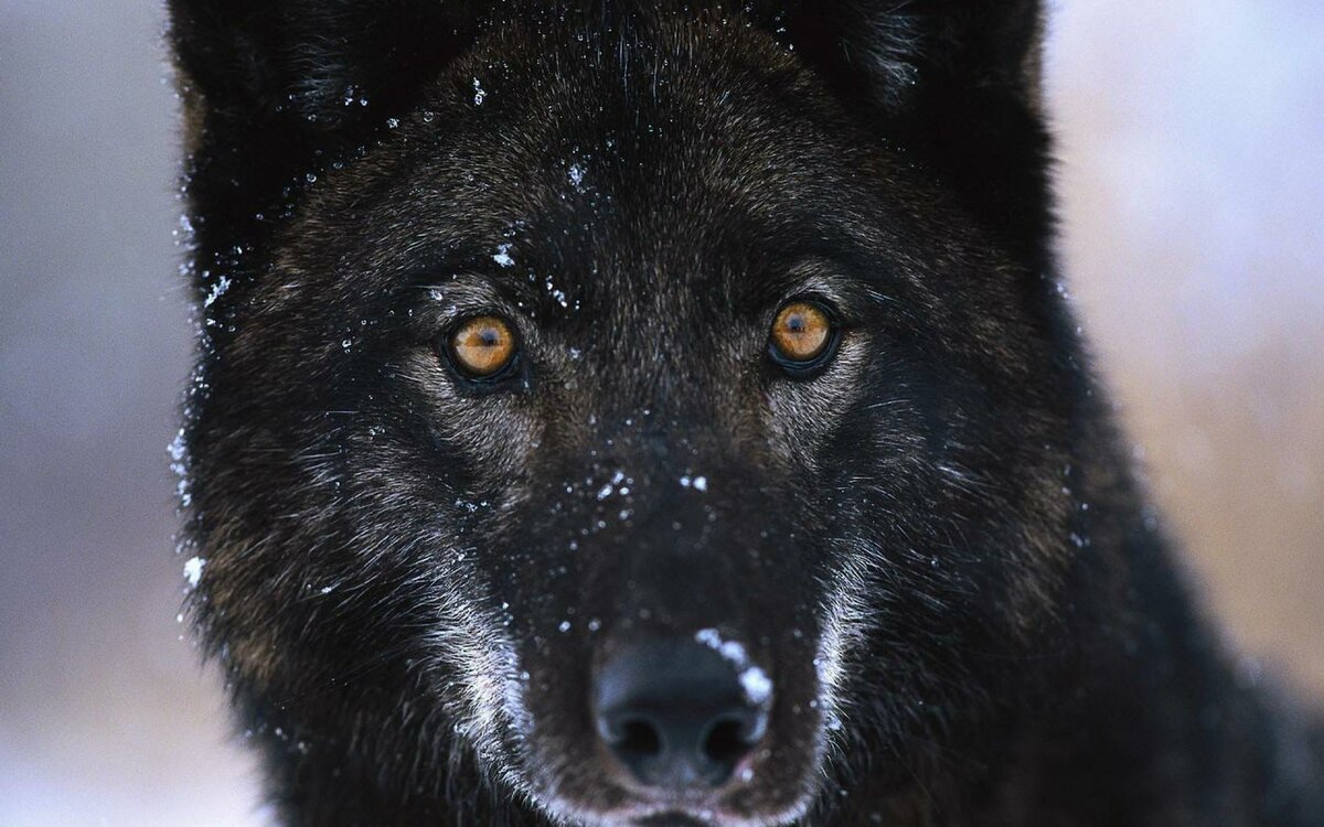 Канадский волк меланист