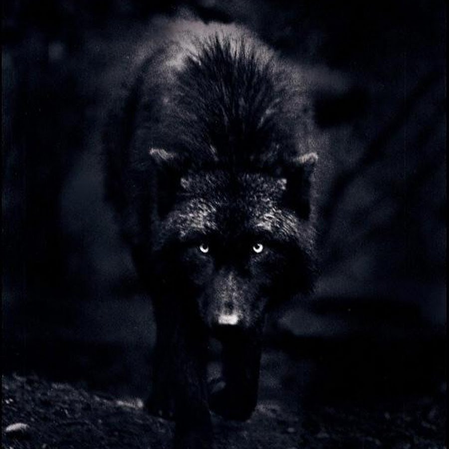Блэк Вульф волк