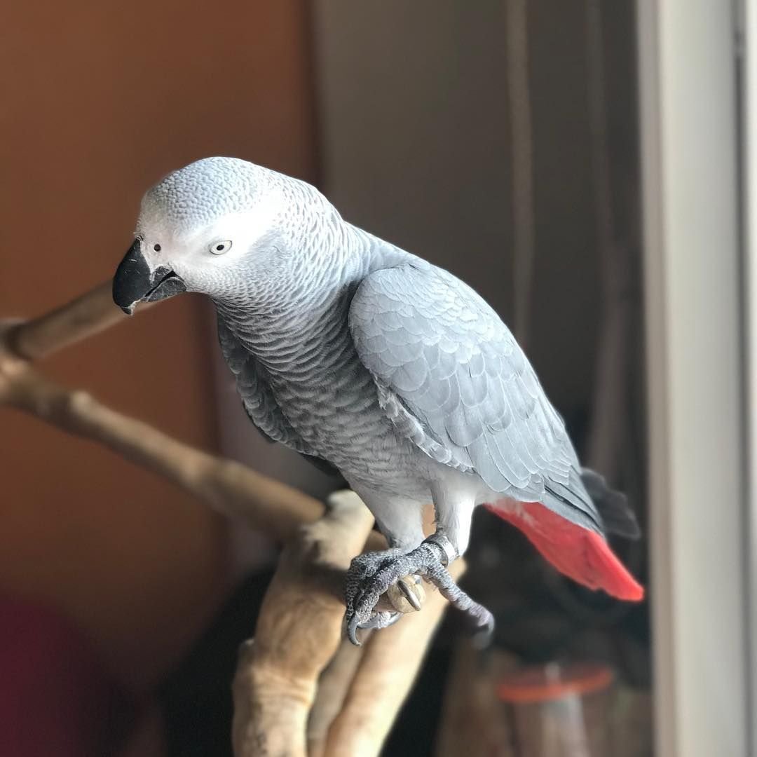 Волнистый попугай альбинос