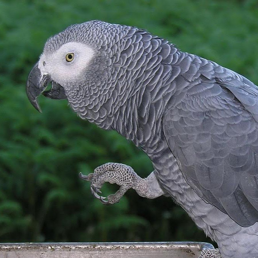 Попугай Какаду