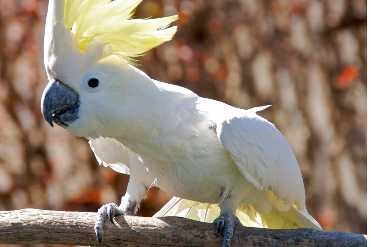 Волнистый попугай Чех альбинос