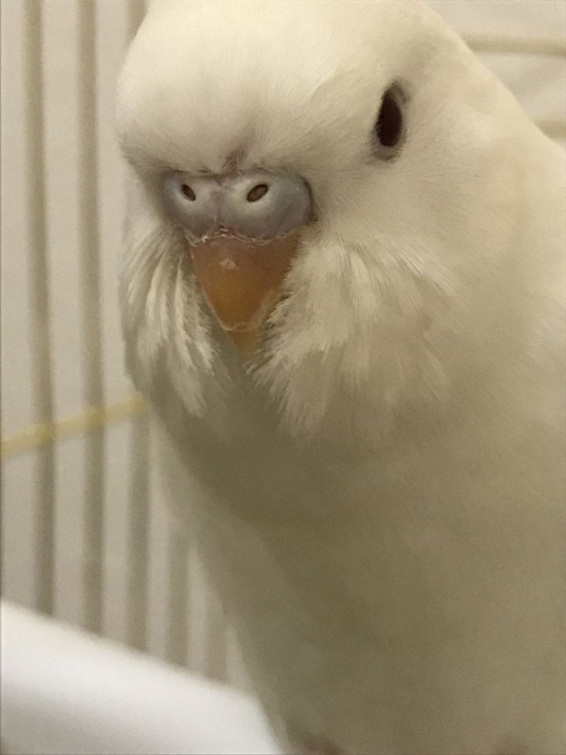 Попугай альбинос