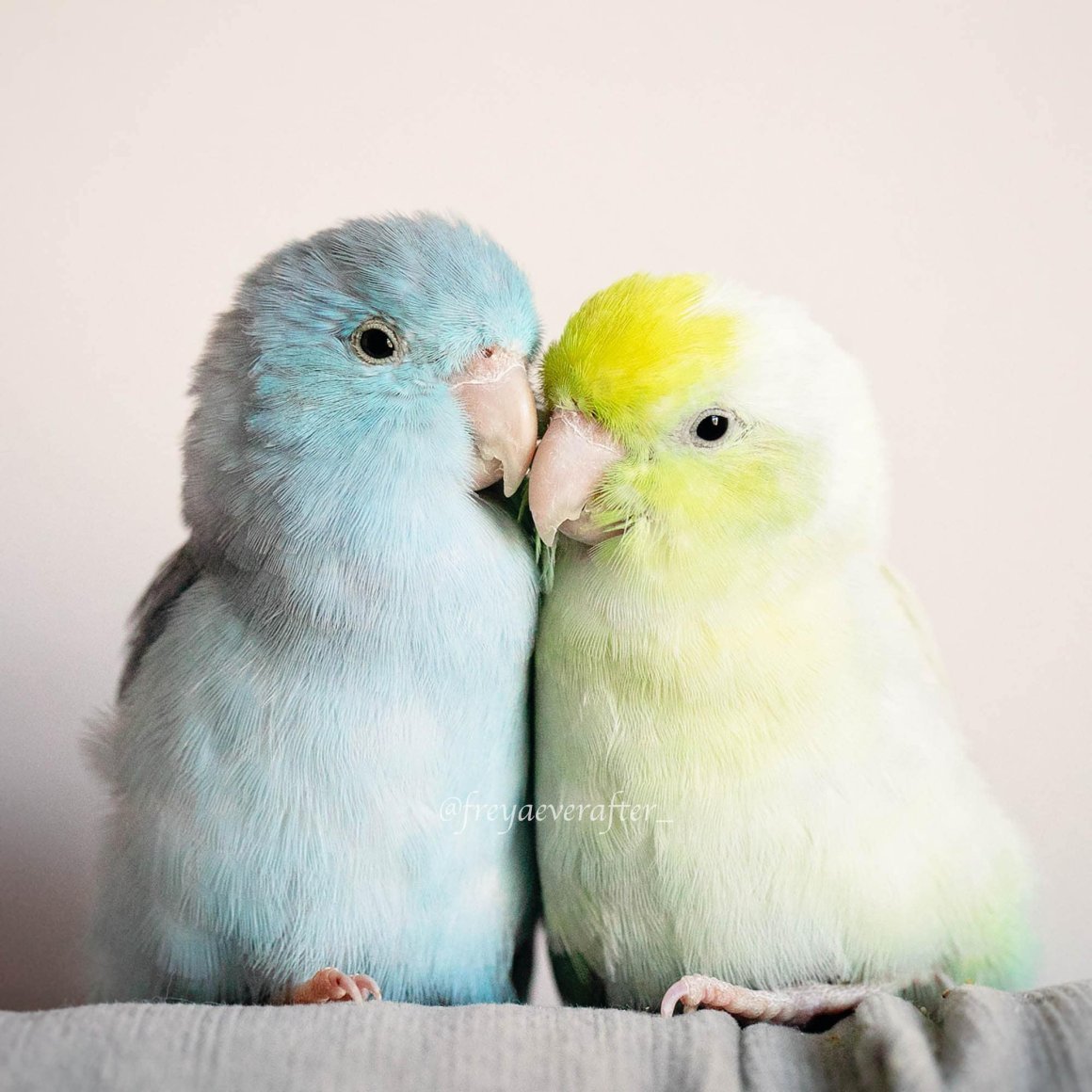 Корелла альбинос