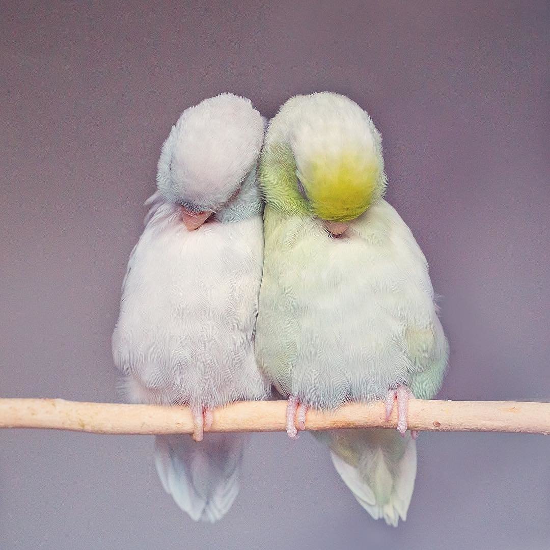 Попугай корелла