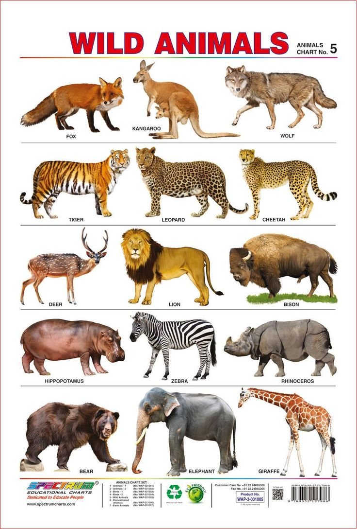 Название зверей. Список диких животных. Дикие животные для детей. Дикие животные названия.