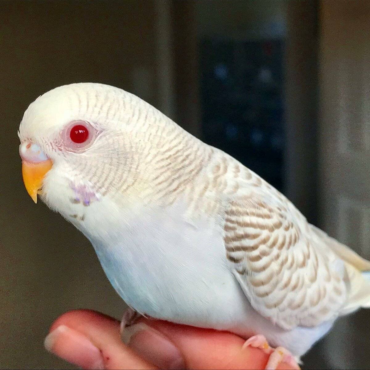 Волнистые попугайчики альбиносы