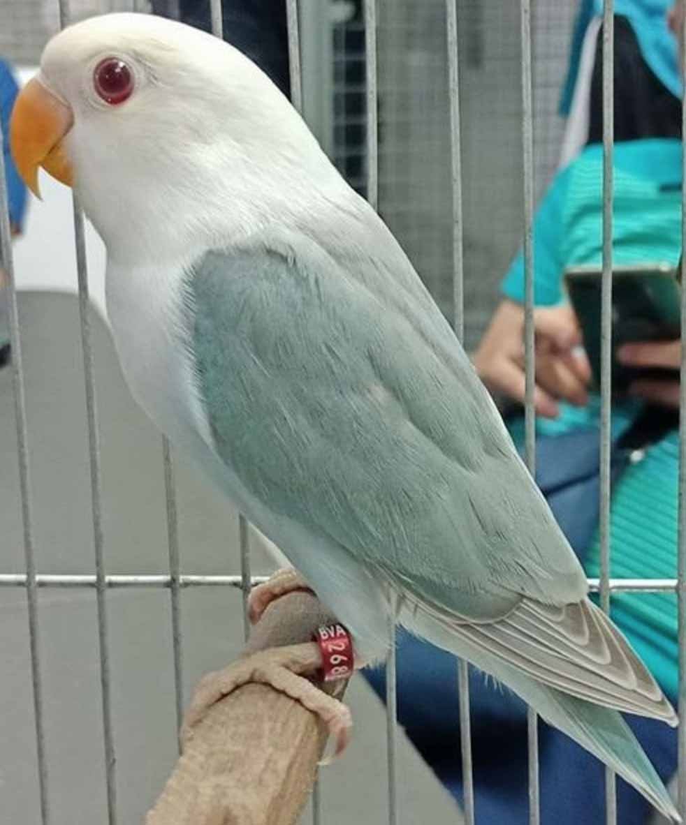 Ожереловый попугай альбинос