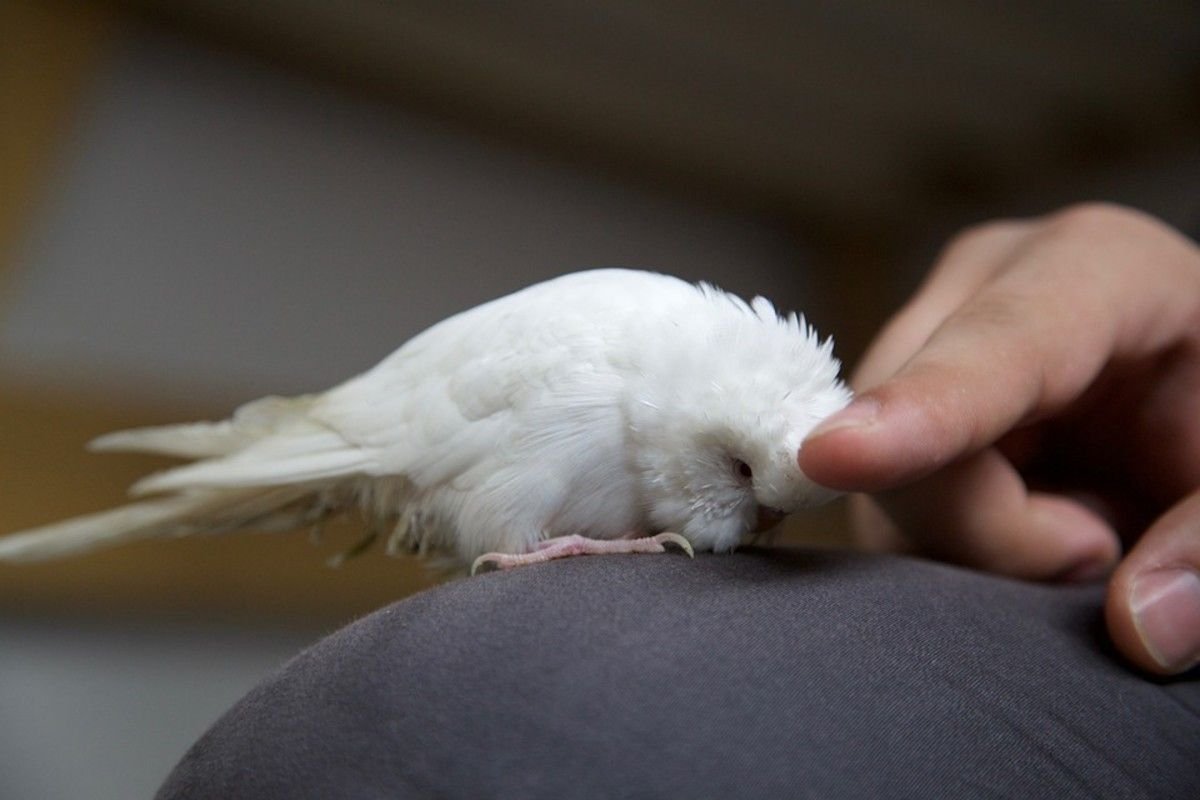 Cacatua tenuirostris