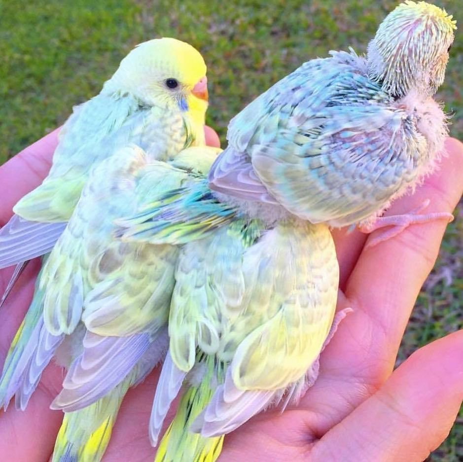 Волнистый попугай альбинос розовая роговица