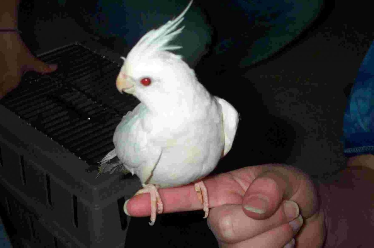 Альбинос попугай