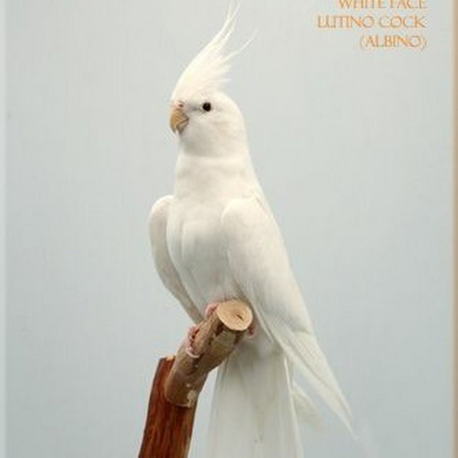 Большой желтохохлый Какаду