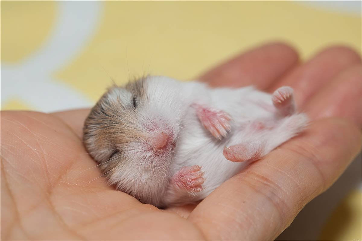 Новорожденные хомяки Роборовского