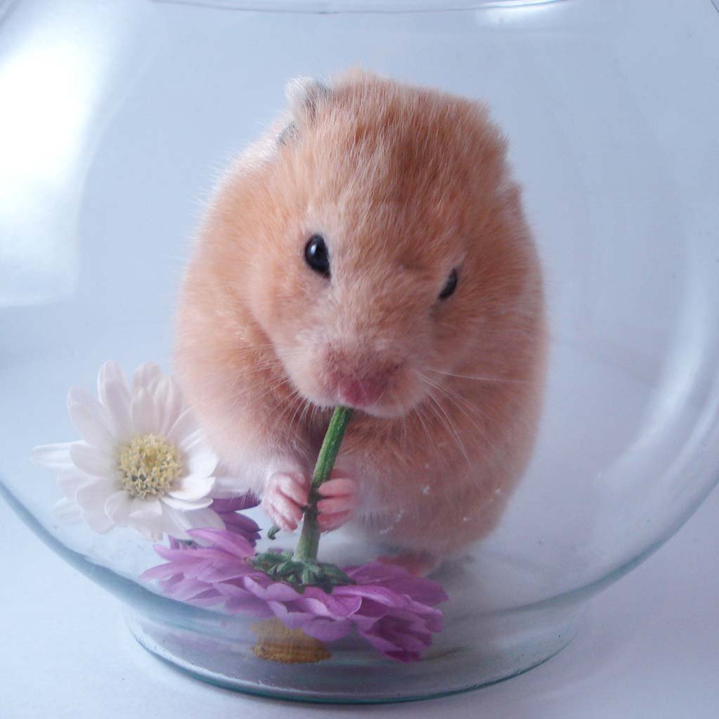Самые милые хомячки в мире