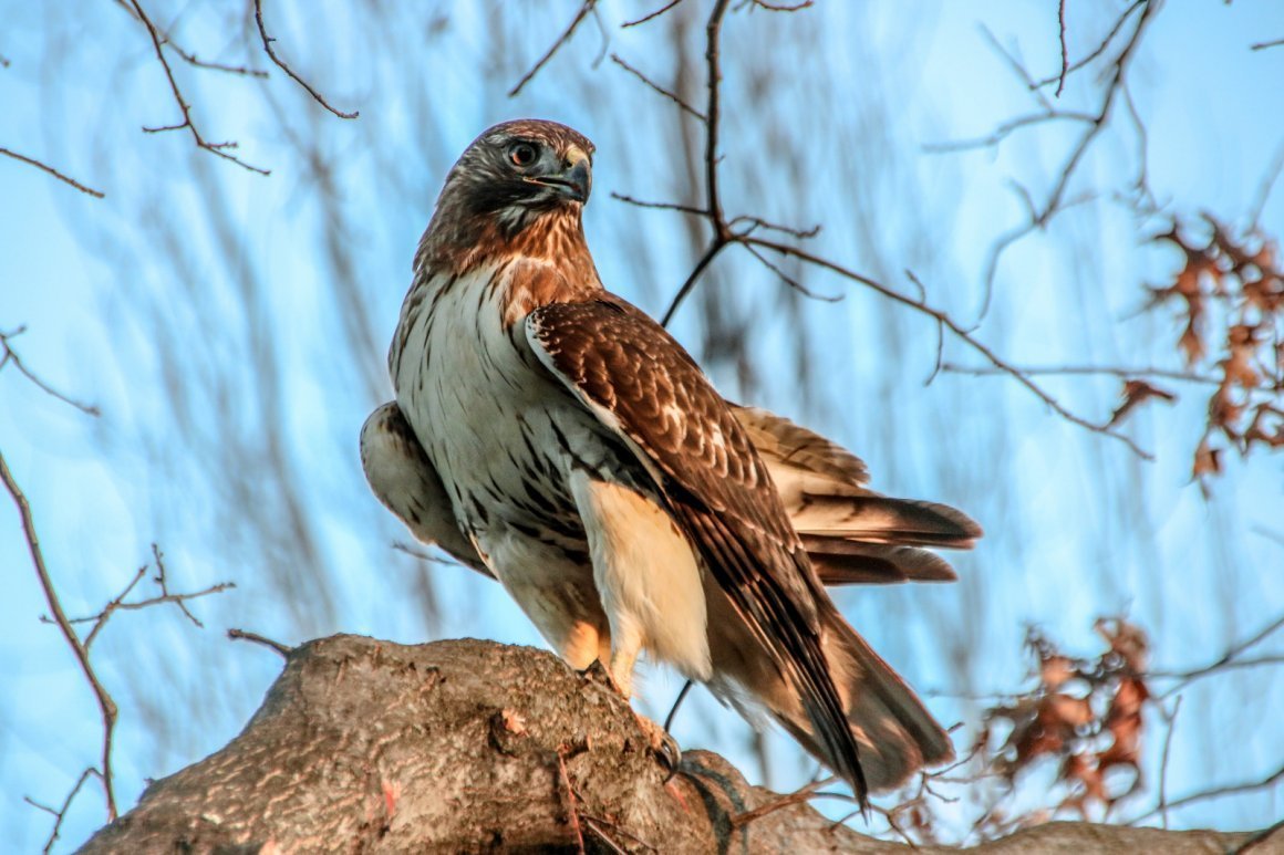 Ястребиные птицы Орлы