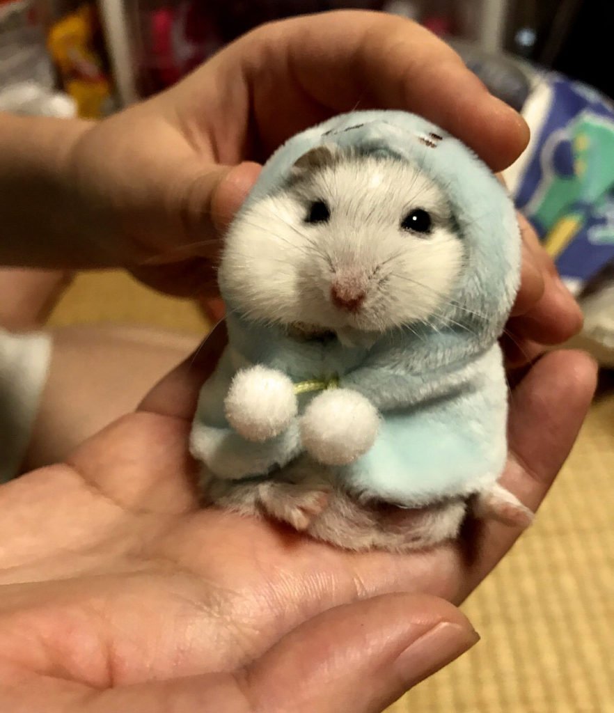 Милые хомяки