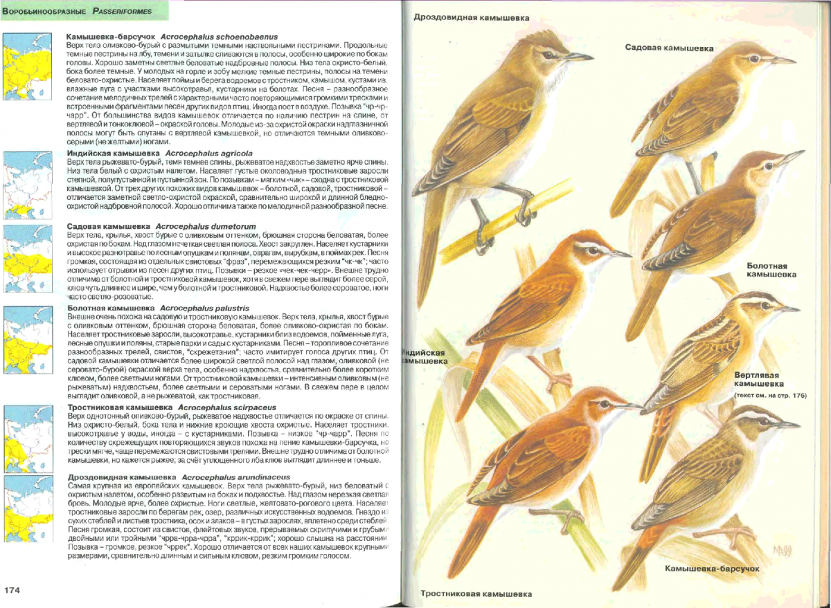 Определитель птиц средней полосы России кваква