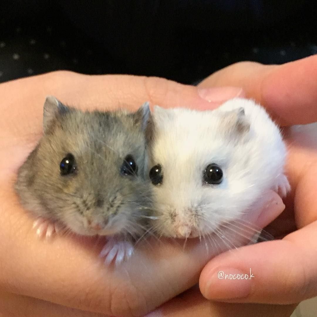 Хомяк джунгарский маленький