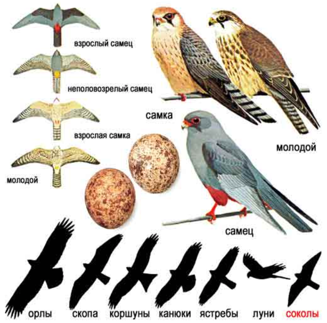 Кобчик птица самец