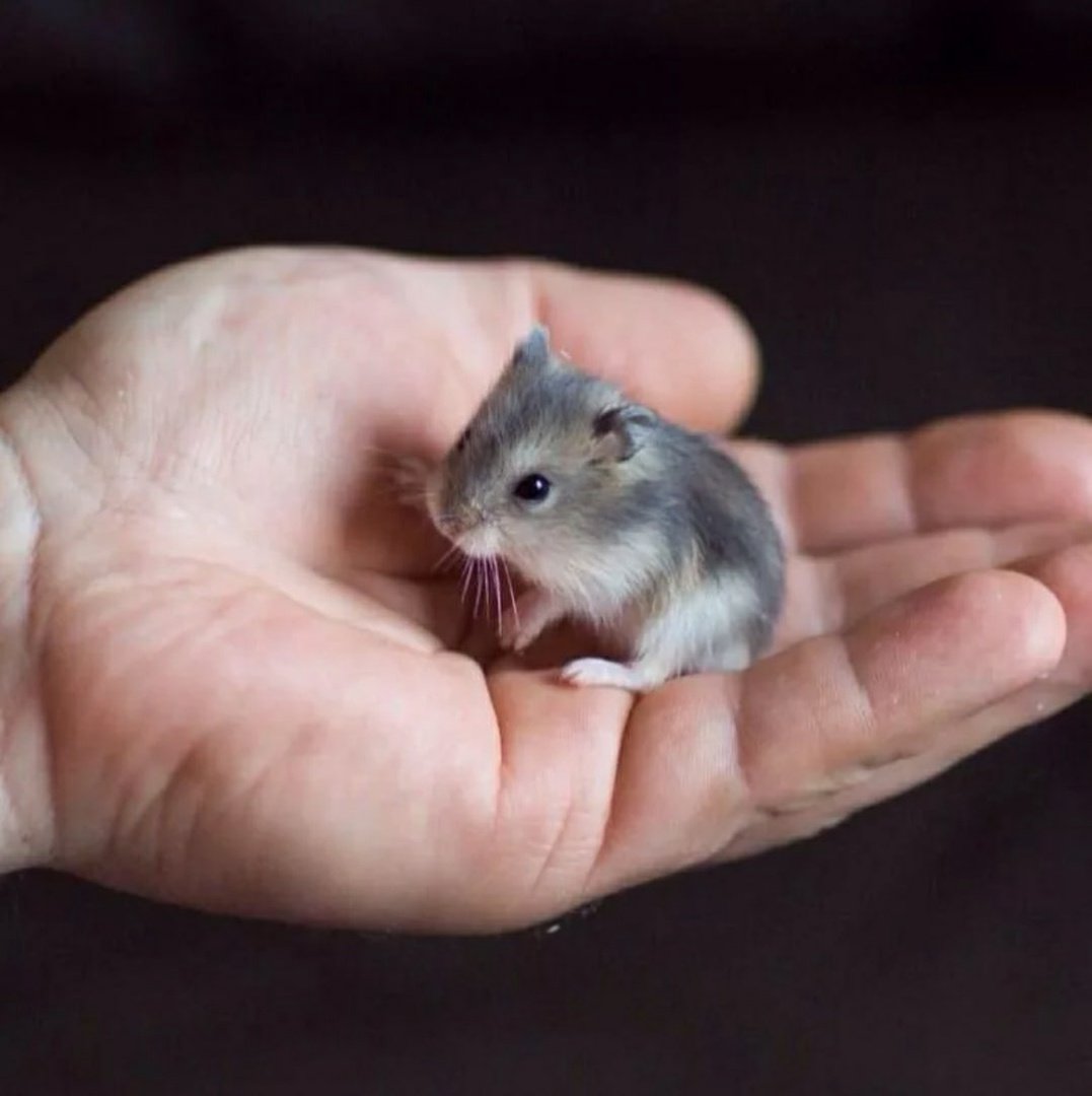 Хомяк джунгарик