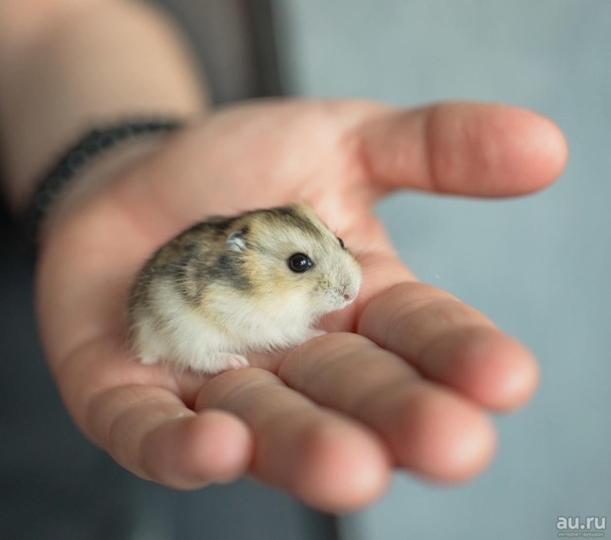 Карликовый хомячок джунгарик