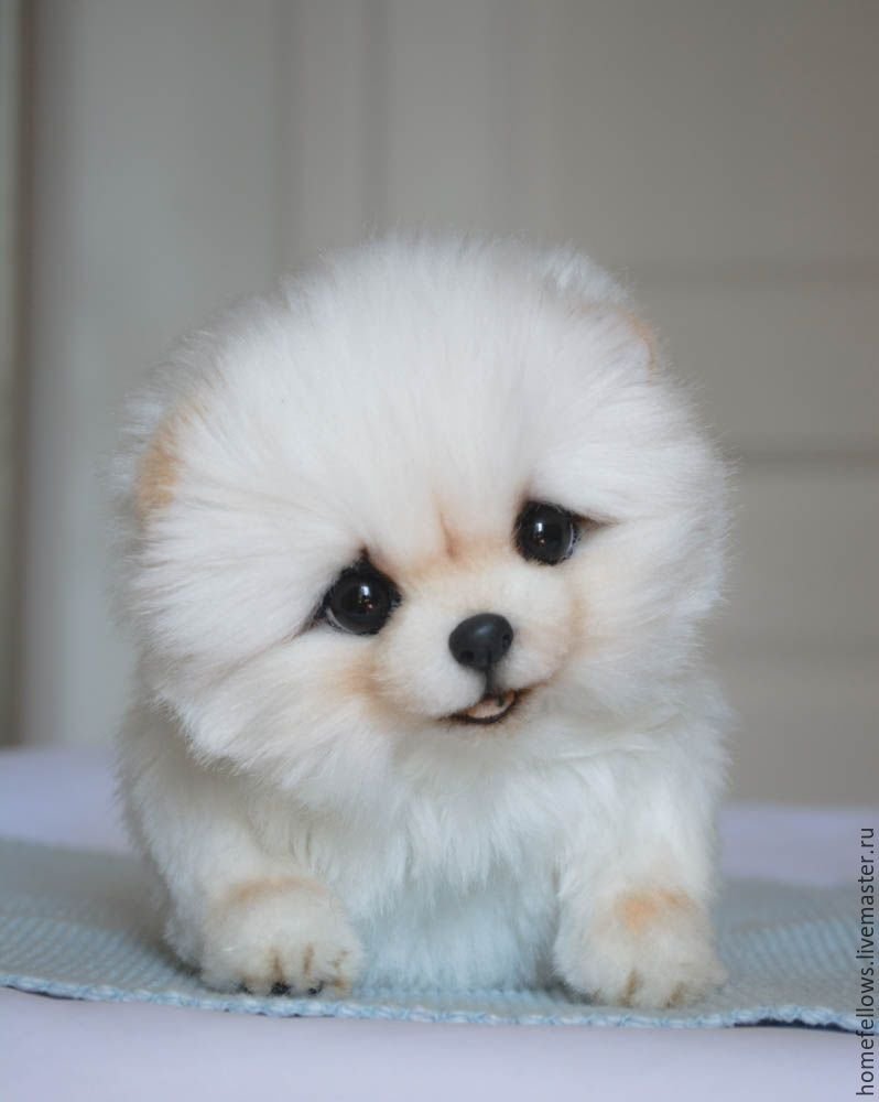 Милые собачки