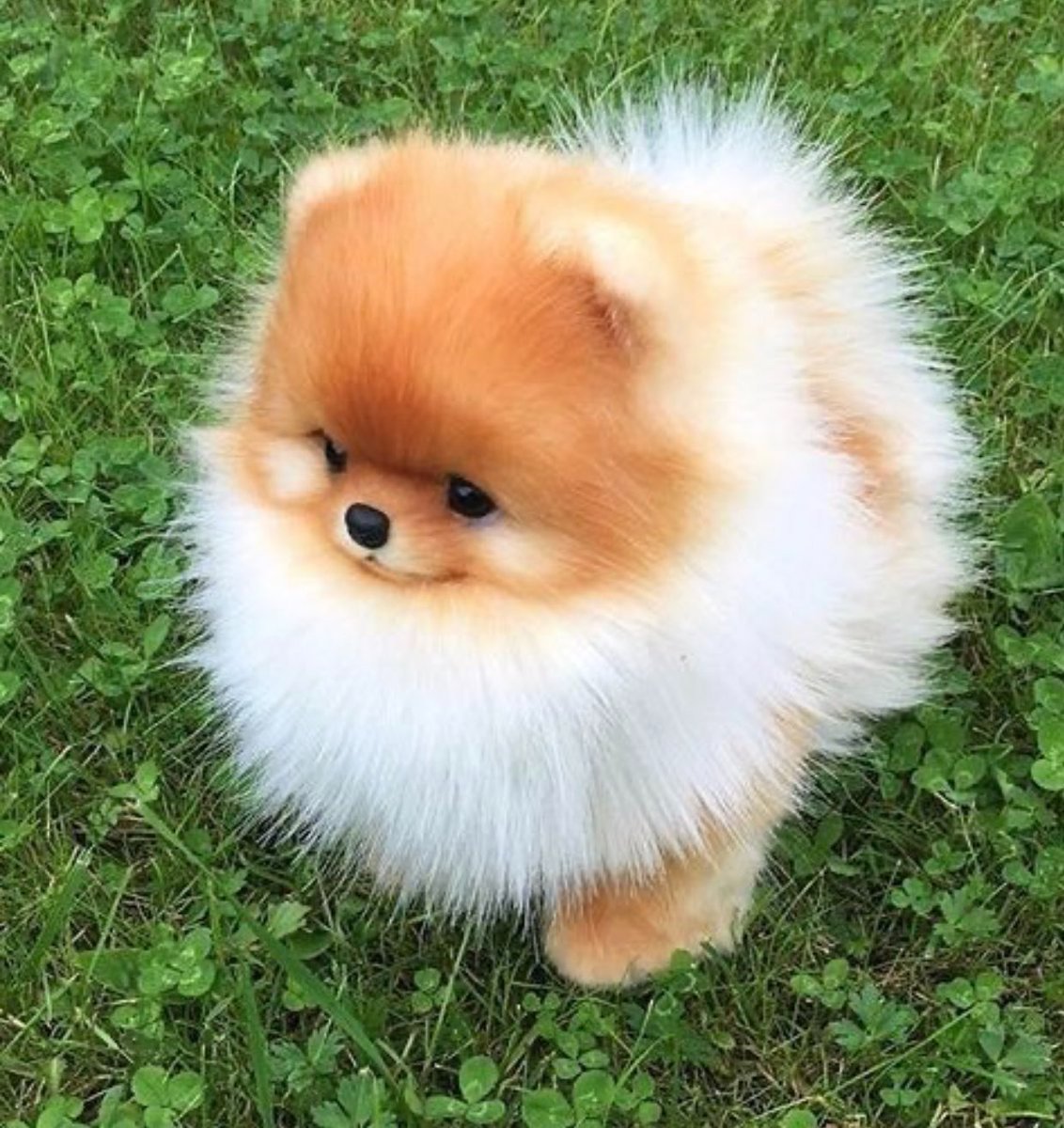 Шпиц померанский карликовый белый