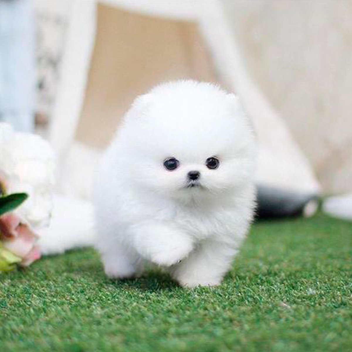 Шпиц померанский карликовый