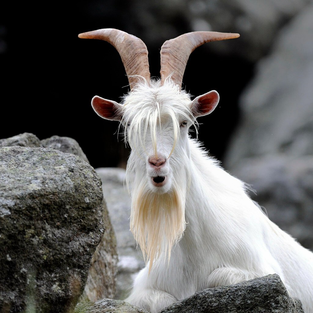 Безоаровый козел