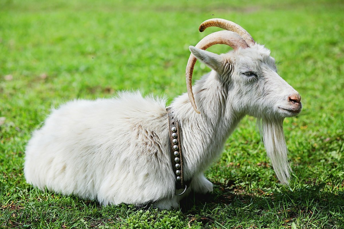 Козлиная бородка у Козлов