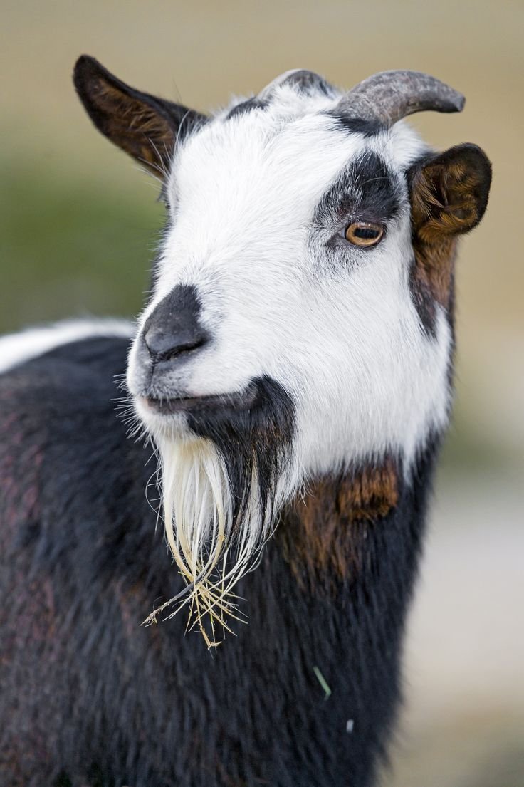 Бородатый козел