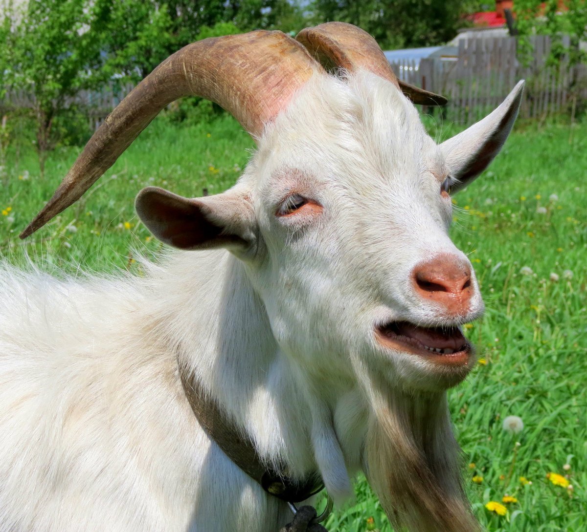 Бородатый козел