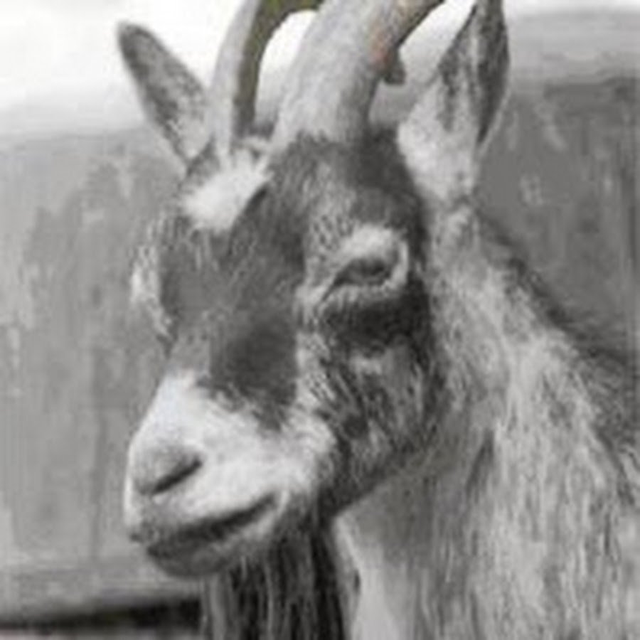 Горный козел с бородой