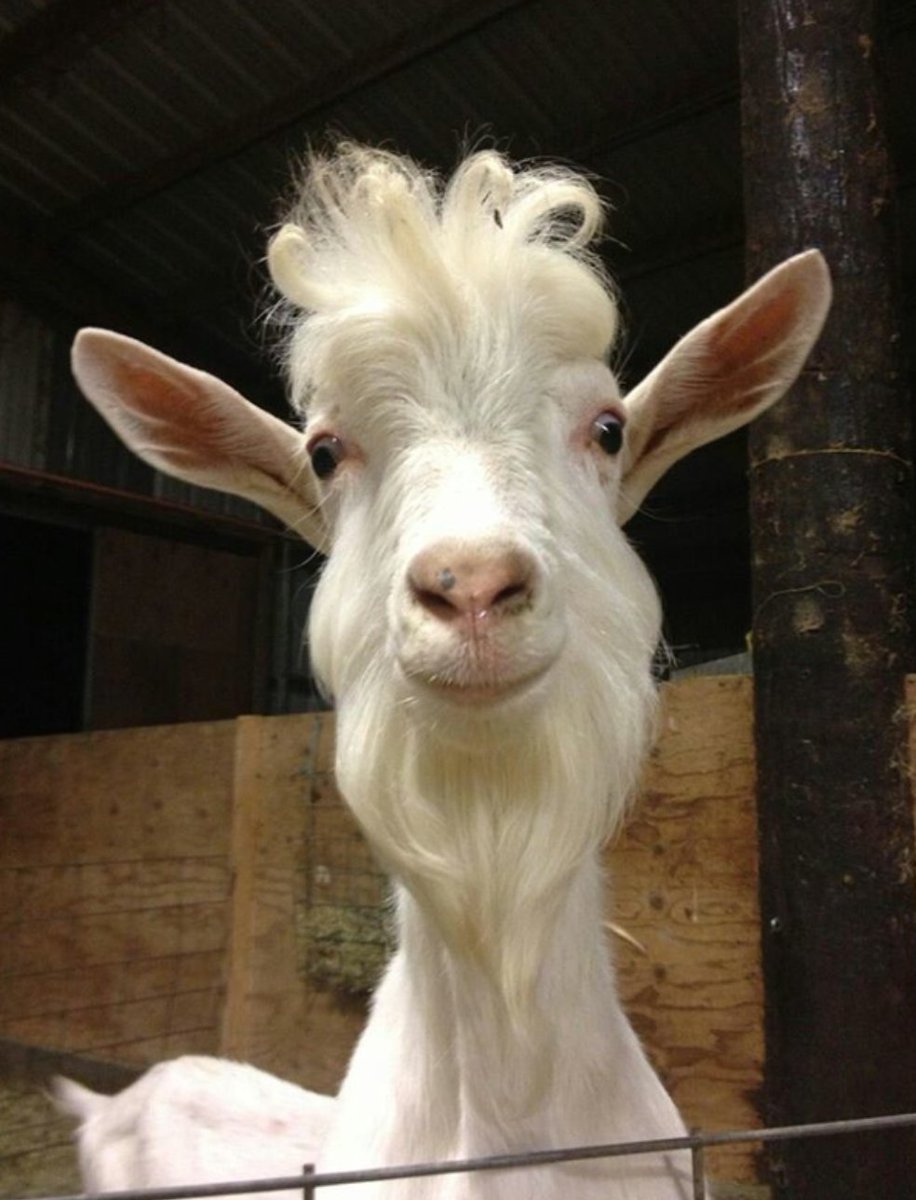 Козлик с бородкой