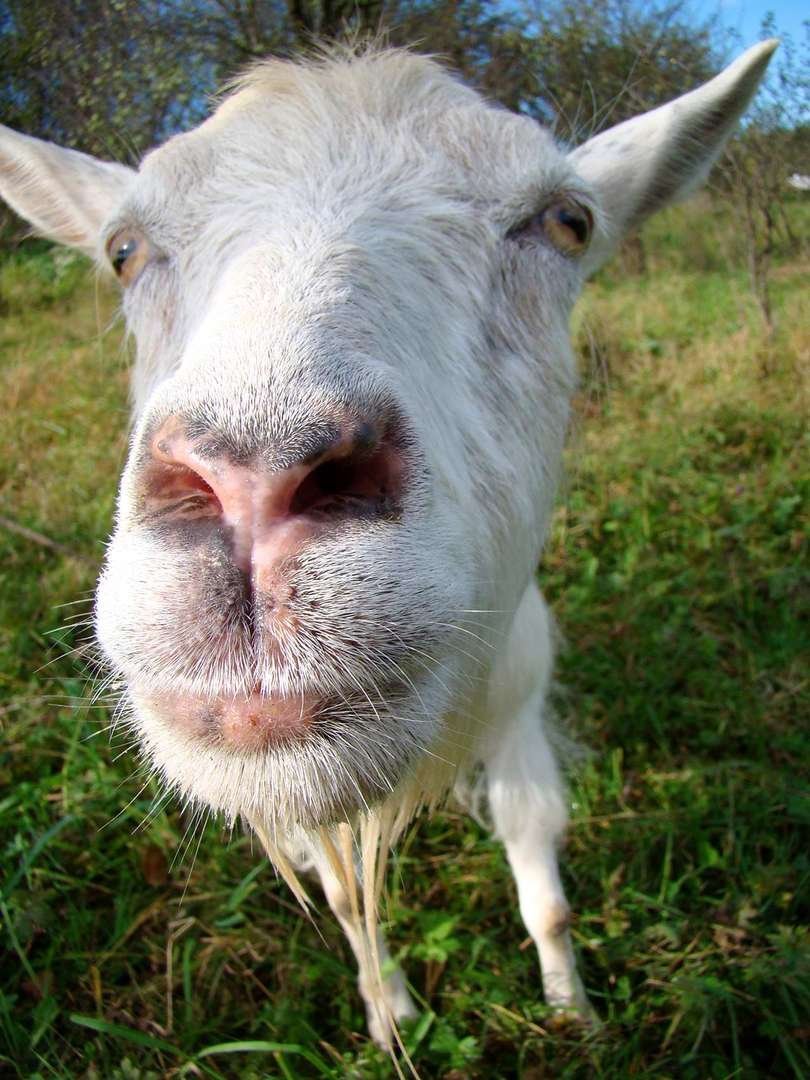 Лицо козы