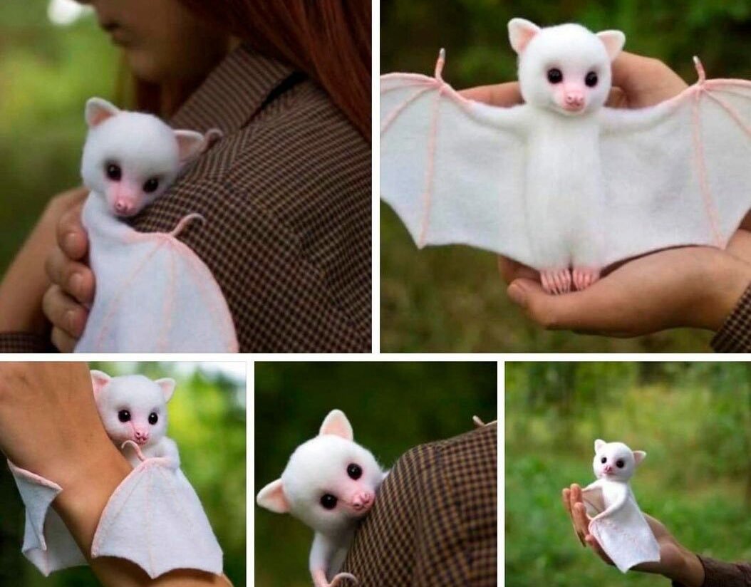 Рукокрылые представители