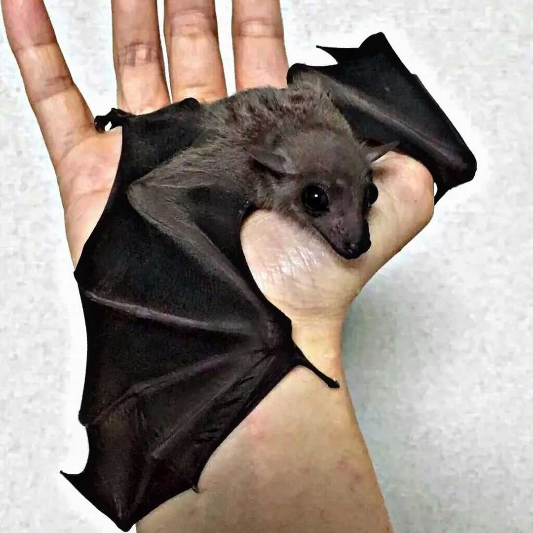 Розовая летучая мышь