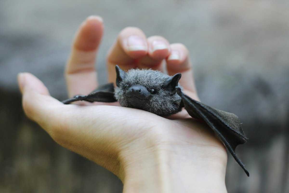 Белый листонос альбинос