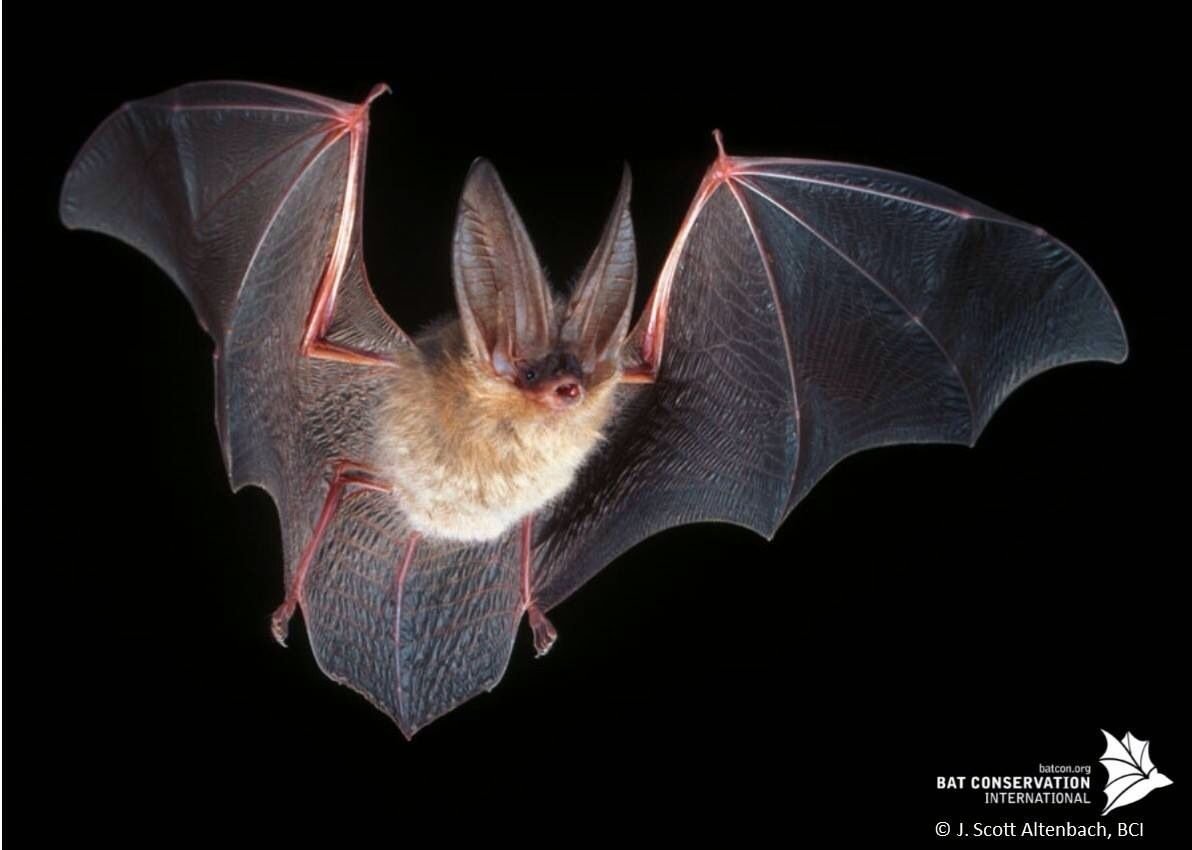 Листонос альбинос