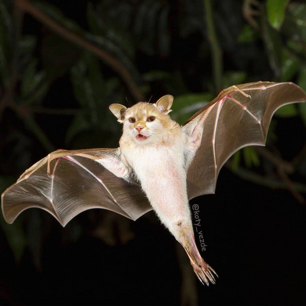 Шикака белая летучая мышь