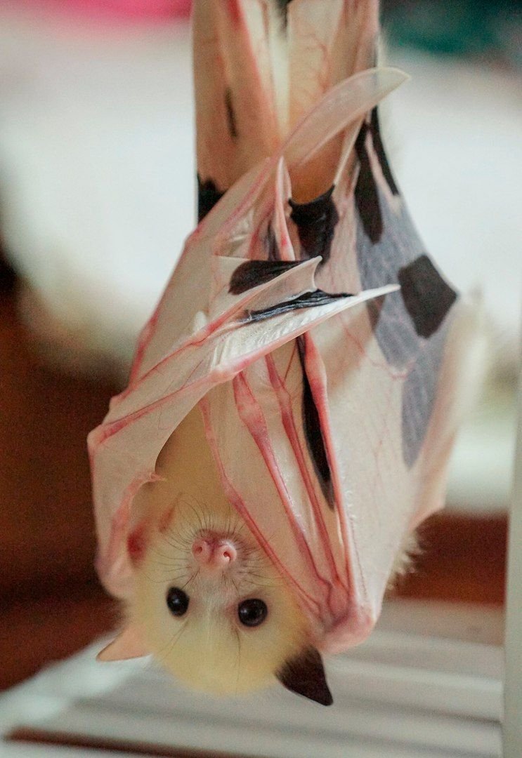 Белая летучая лисица альбинос