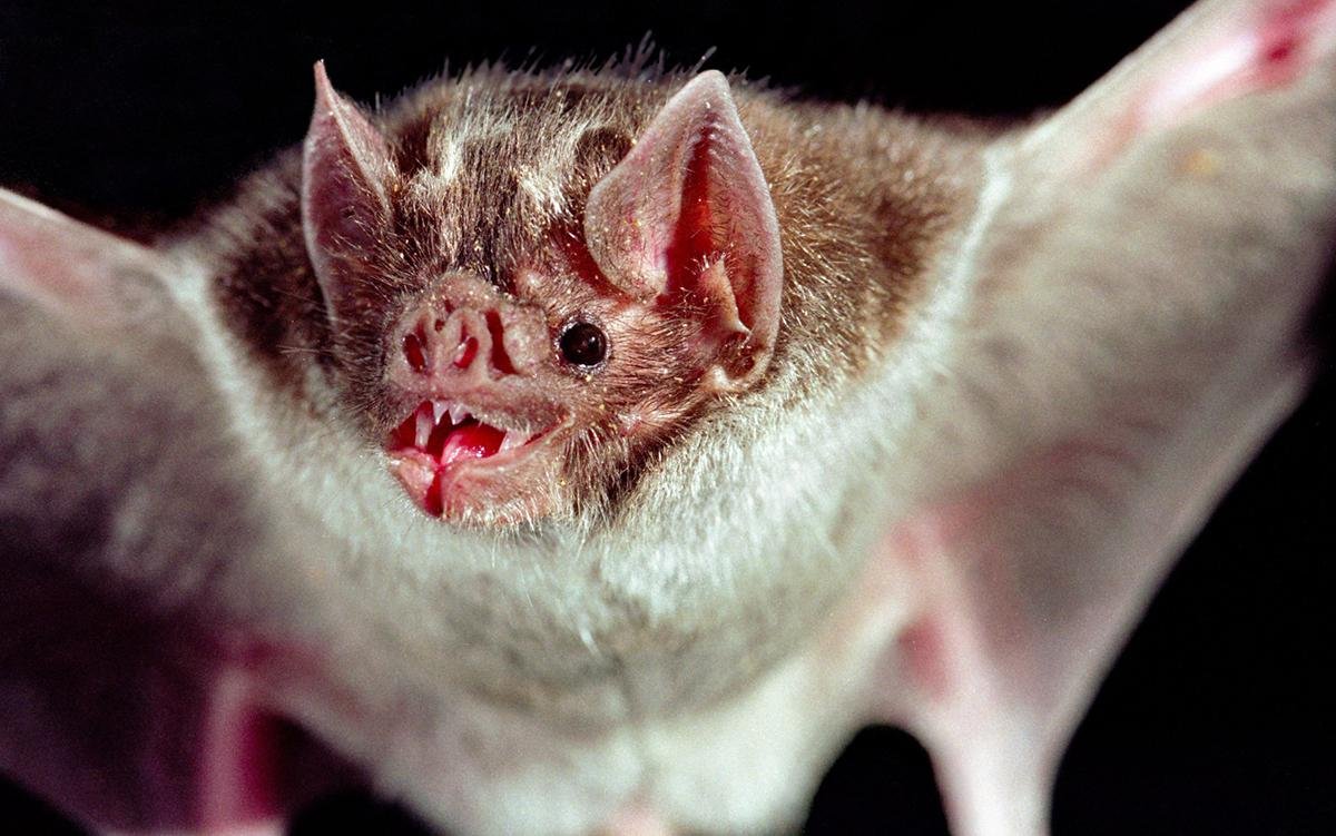 Рукокрылые летучие мыши